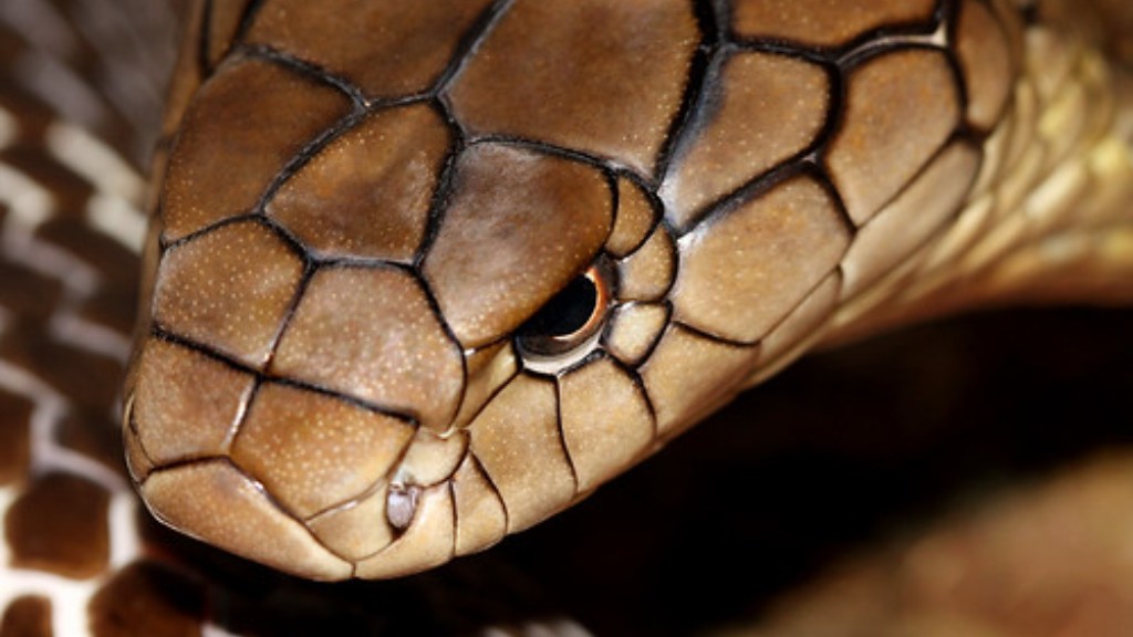 Wąż kobra Gavriela Maynarda