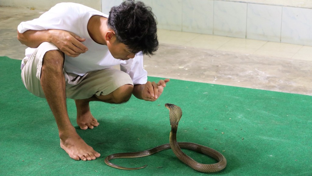 Zimnokrwisty wąż kobra