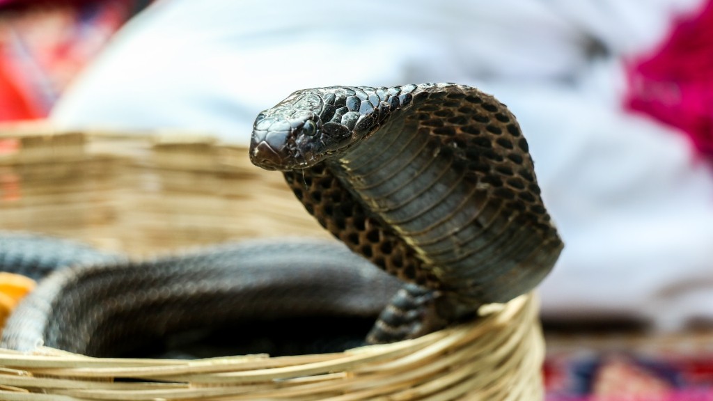 Informacje o wężu czarnej kobrze Zwierzęta Mom.Meanimals Mom.Me