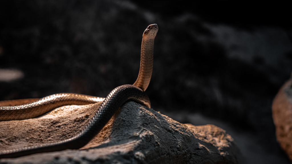 Fotografia węża kobry