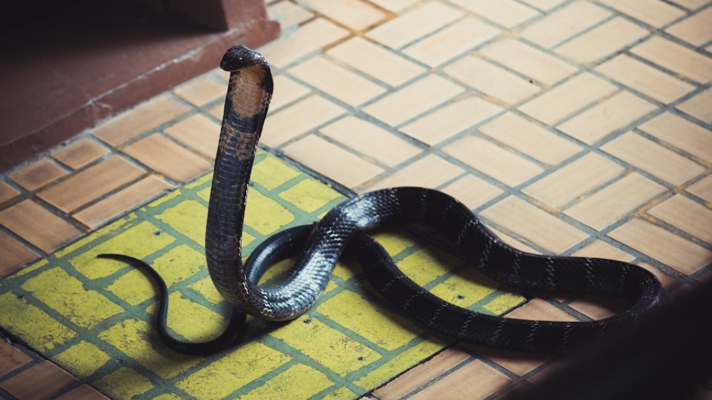 Pokaz węża kobry królewskiej w Krabi