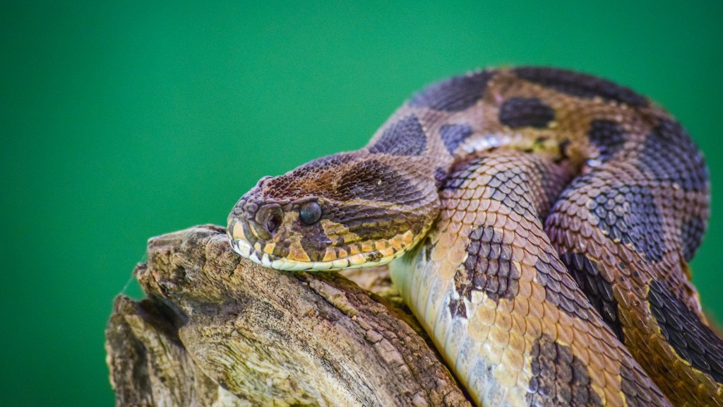Przestępstwo Pythona na Wężu